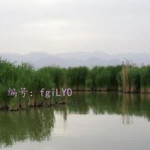 ܶ
