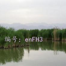 ʱ