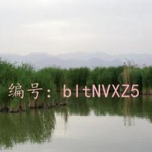 Զ