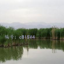 ʱ