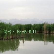 ȷ