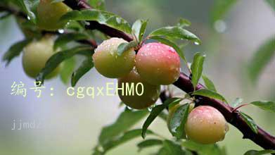 Ŀ