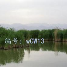 ʱ