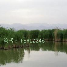 ʱ