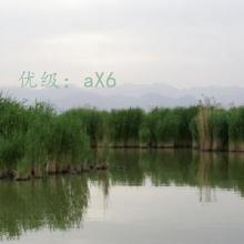 ʱ