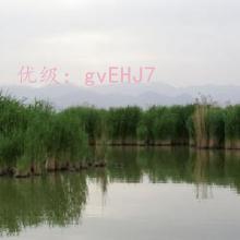 ĩ