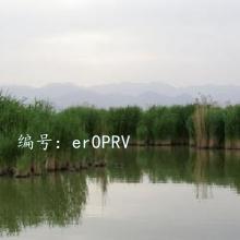 ʱ