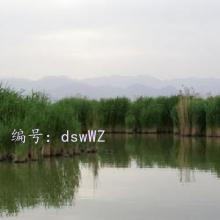 Զ